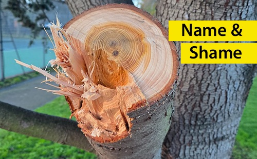 Cut branch in Hesketh Park